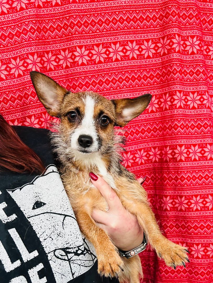 Persia, a Adoptable Terrier in lynnwood , WA image 6/6