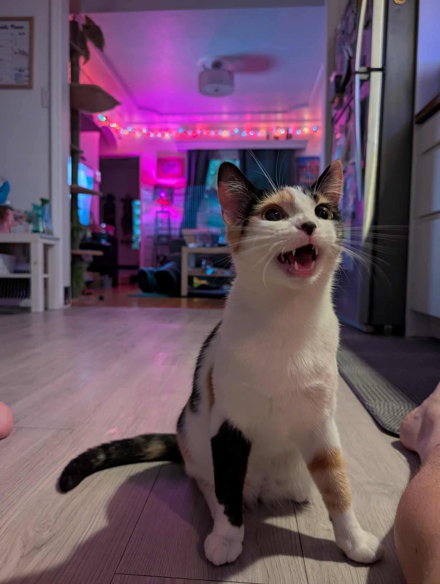 Linlin, a Adoptable Domestic Short Hair in Winnipeg, MB image 3/3