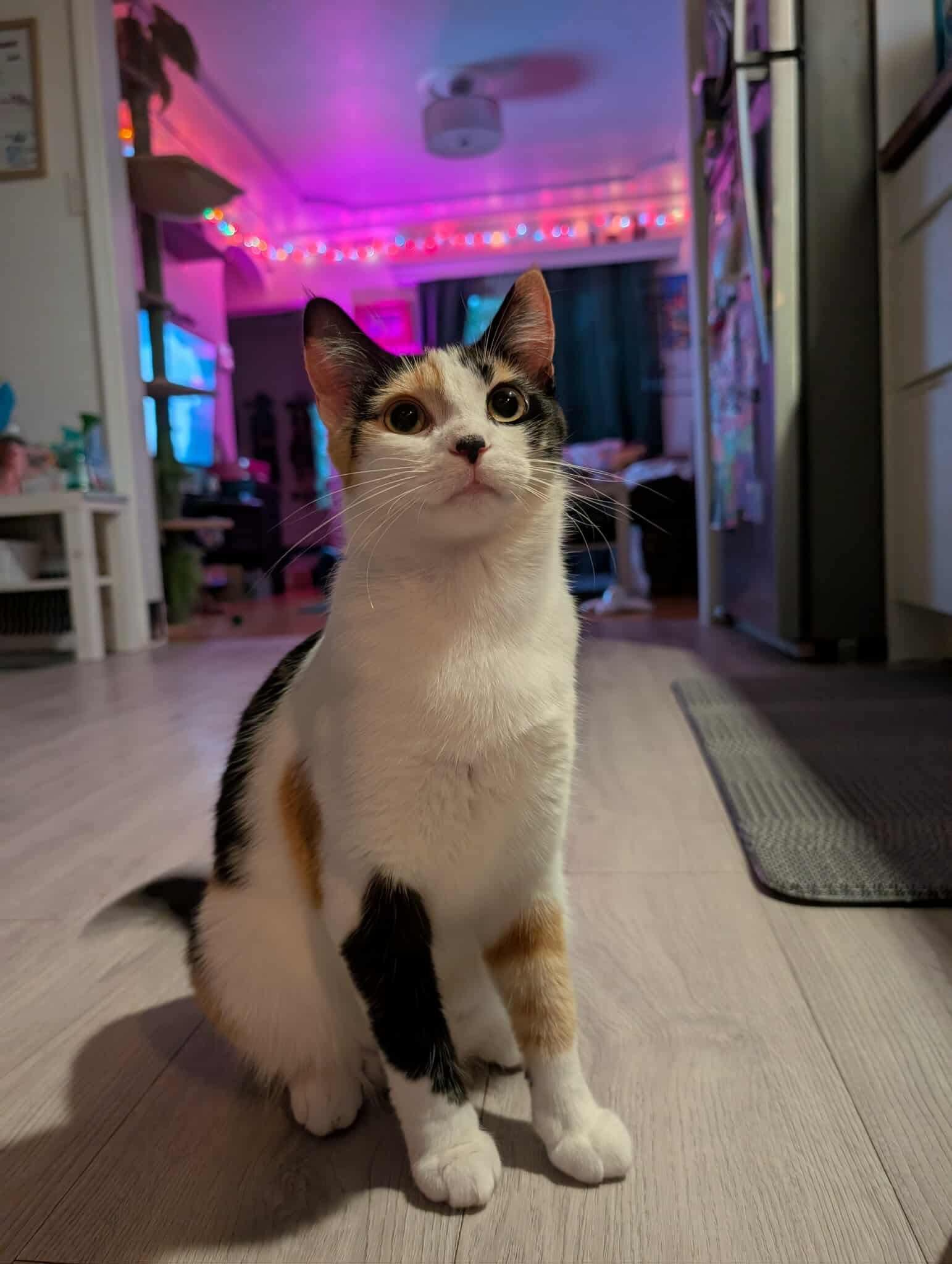 Linlin, a Adoptable Domestic Short Hair in Winnipeg, MB image 2/3