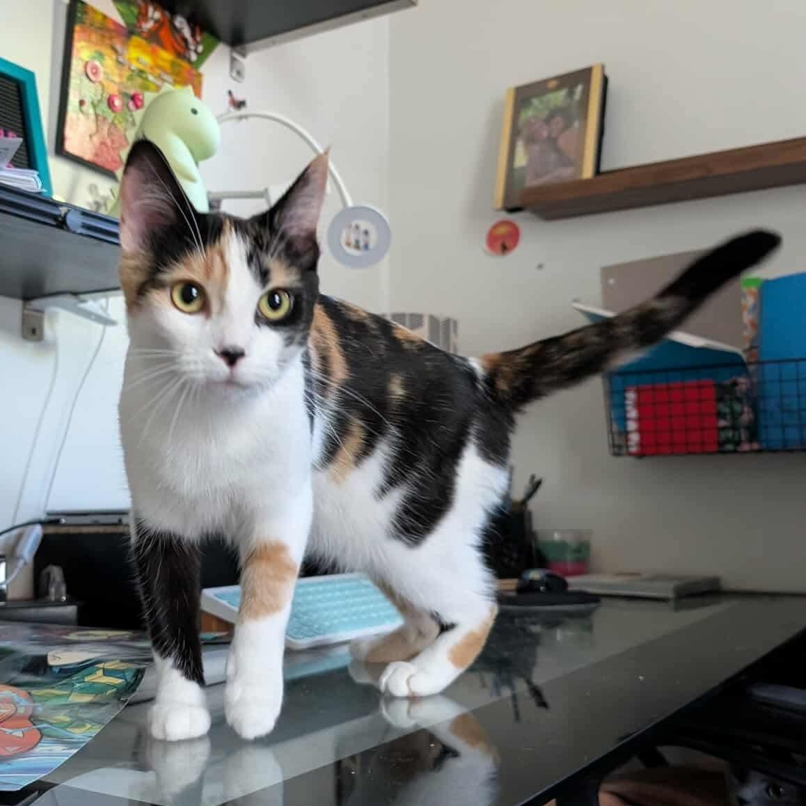 Linlin, a Adoptable Domestic Short Hair in Winnipeg, MB image 1/3