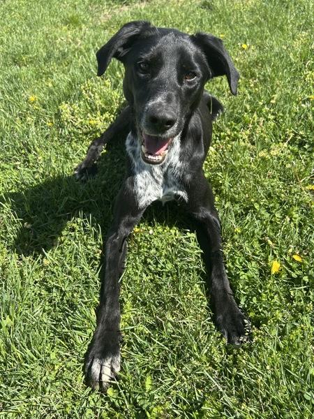 Enlarge Colton, a Adoptable mixed breed in Osage Beach, MO image 1/1