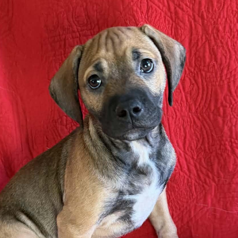 Eva, ADOPTABLE, Puppy Female Rottweiler.