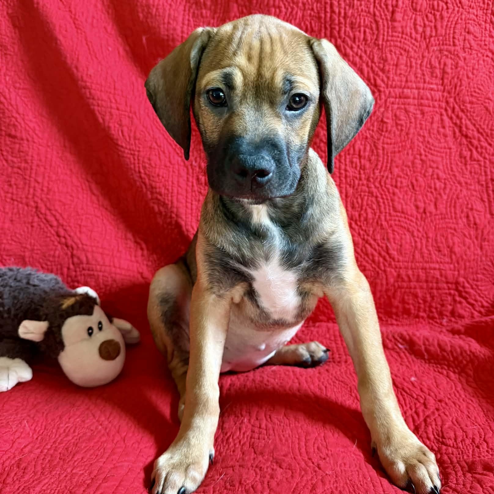 Enlarge Eva, a ADOPTABLE mixed breed in Hatfield, PA image 2/6