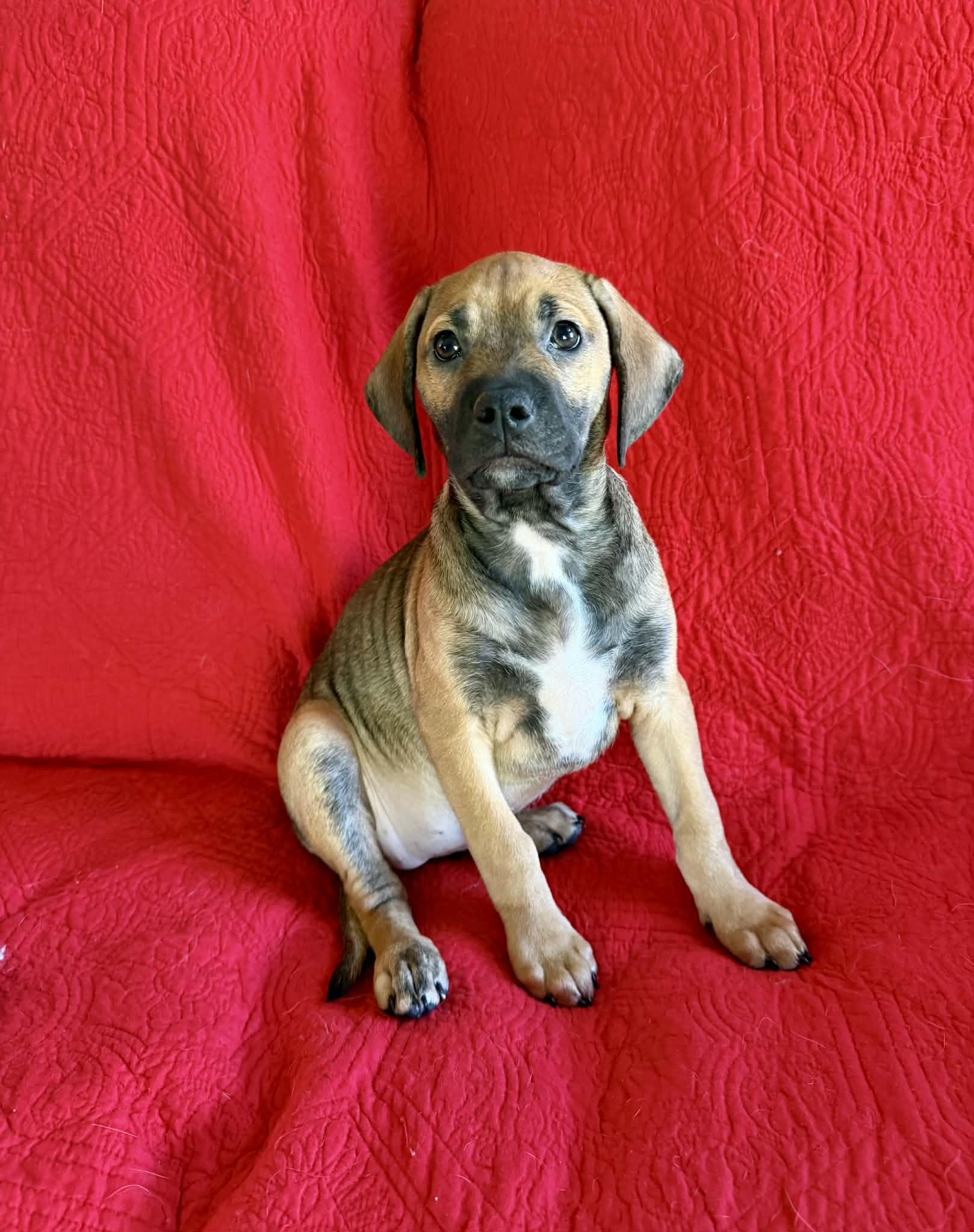Enlarge Eva, a ADOPTABLE mixed breed in Hatfield, PA image 5/6