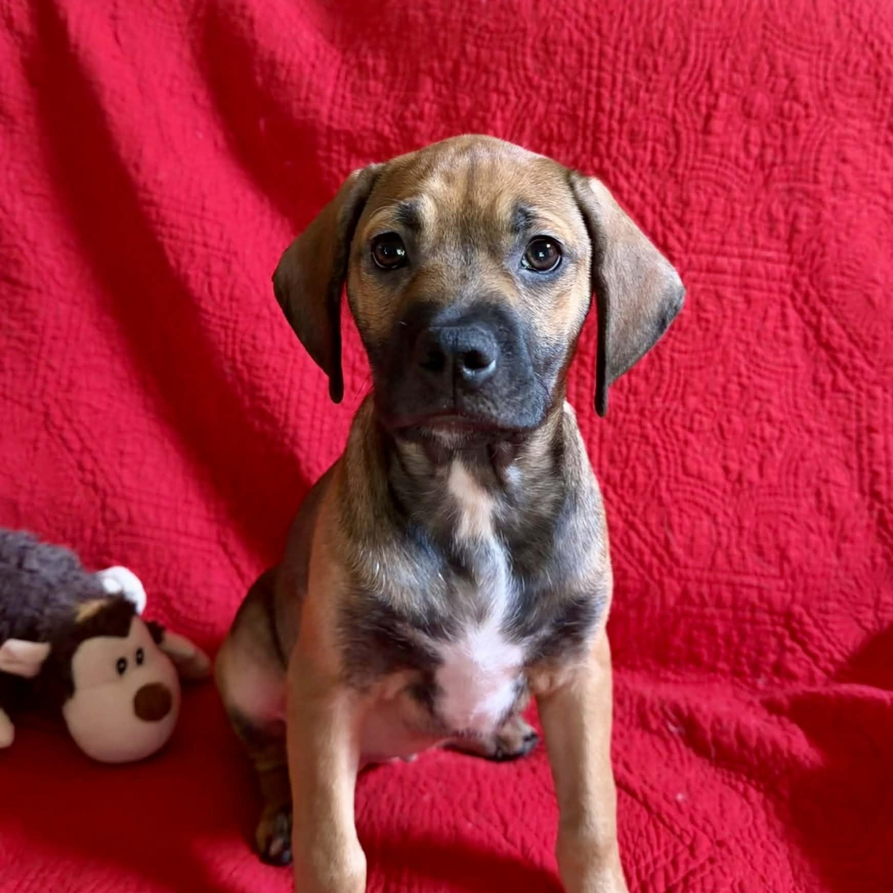 Enlarge Eva, a ADOPTABLE mixed breed in Hatfield, PA image 6/6