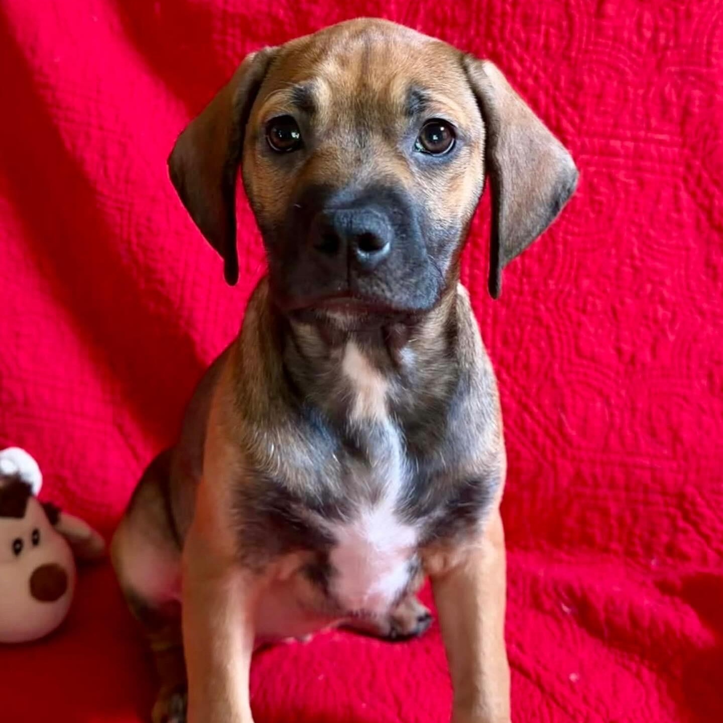 Enlarge Eva, a ADOPTABLE mixed breed in Hatfield, PA image 3/6