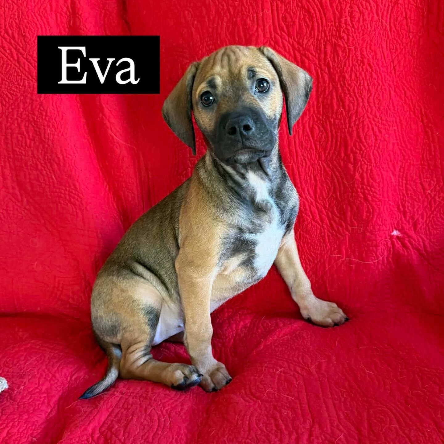 Enlarge Eva, a ADOPTABLE mixed breed in Hatfield, PA image 4/6