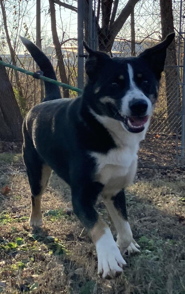 Macey, Adoptable, Young Female Border Collie.