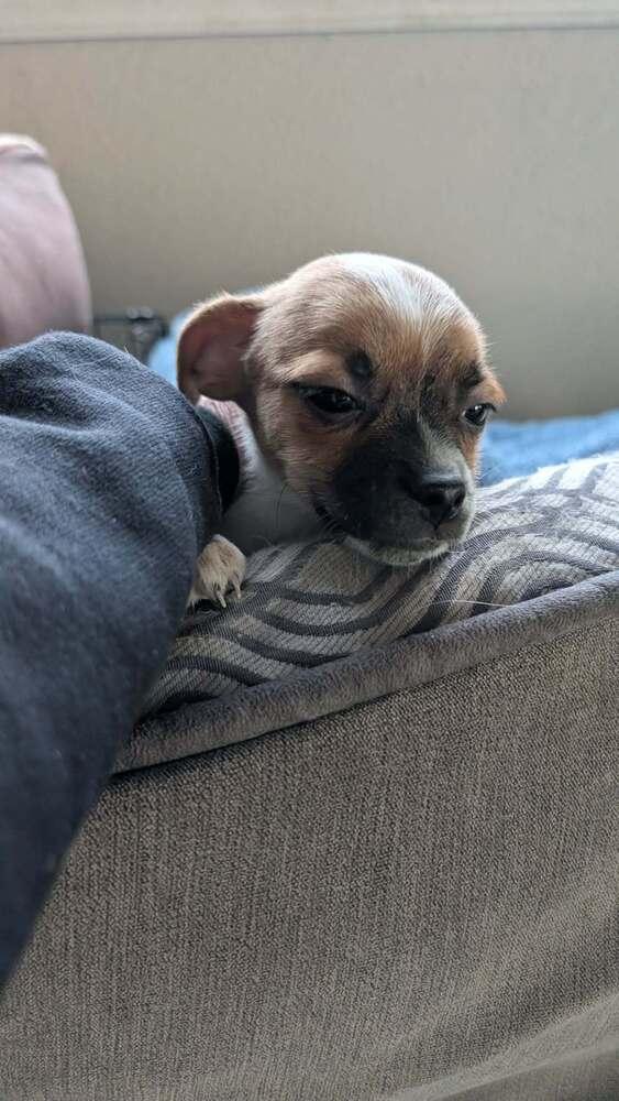 Tok, Adoptable, Puppy Male Shih Tzu & Chihuahua.