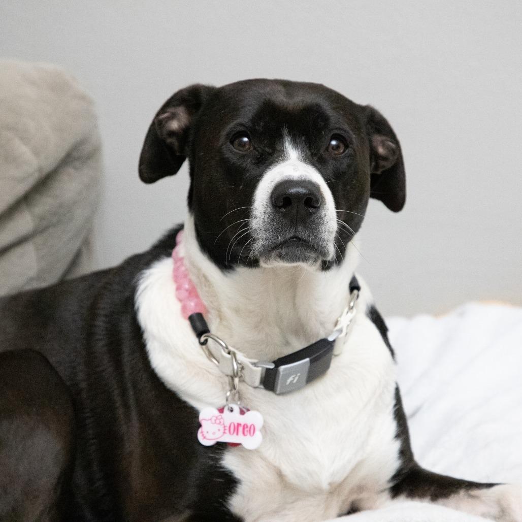 Oreo, Adoptable, Adult Female Pit Bull Terrier & Black Labrador Retriever.