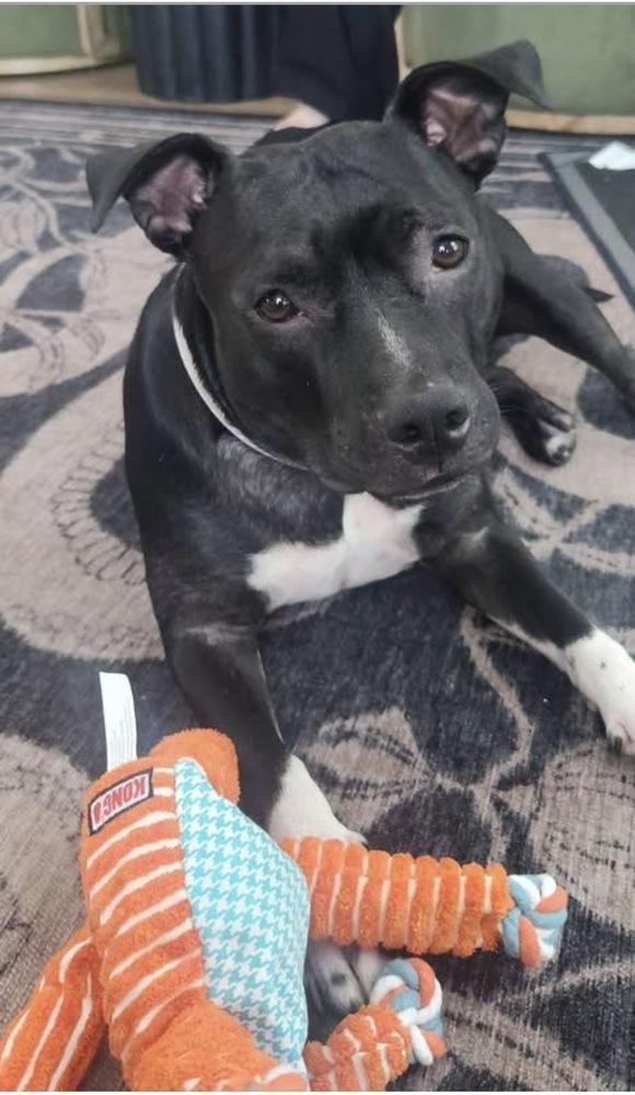 Daisy, Adoptable, Adult Female Mixed Breed.