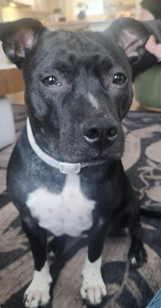 Enlarge Daisy, a Adoptable Mixed Breed in Saint Augustine, FL image 2/3
