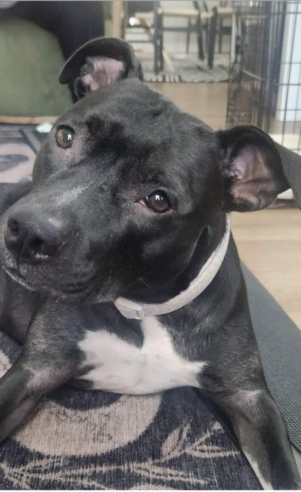 Enlarge Daisy, a Adoptable Mixed Breed in Saint Augustine, FL image 3/3