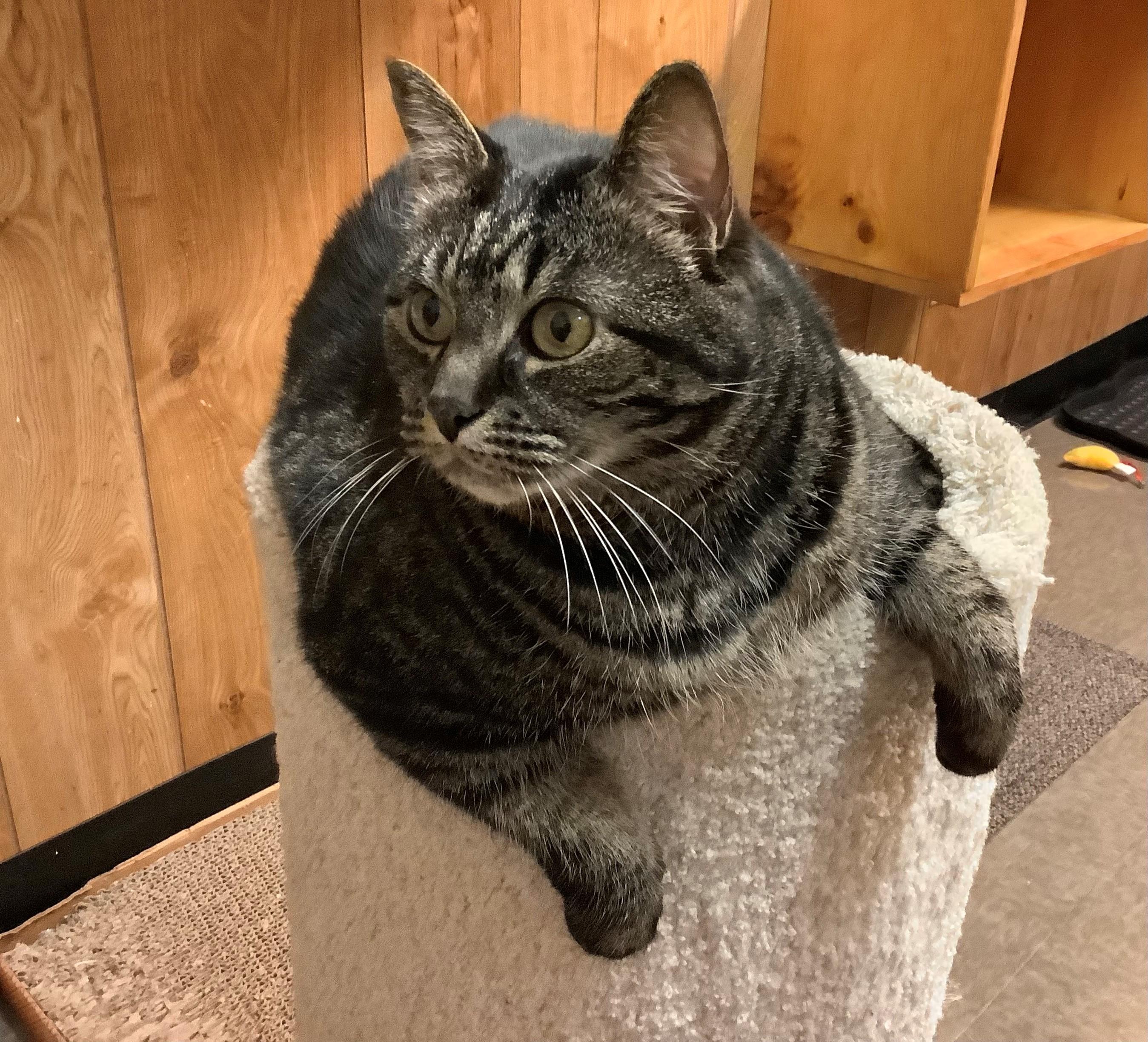 Cuddles, Adoptable, Adult Female Domestic Short Hair.