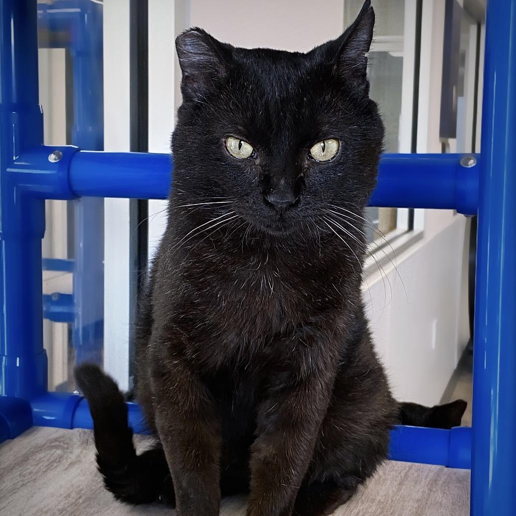 Enlarge Mr. Handsome, a Adoptable Domestic Short Hair in Huntsville, AL image 1/6