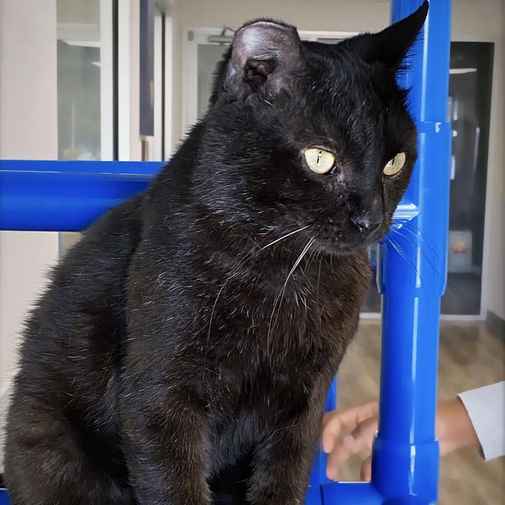 Enlarge Mr. Handsome, a Adoptable Domestic Short Hair in Huntsville, AL image 2/6