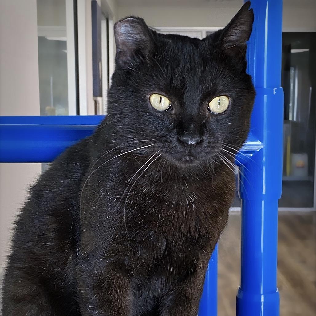 Enlarge Mr. Handsome, a Adoptable Domestic Short Hair in Huntsville, AL image 3/6