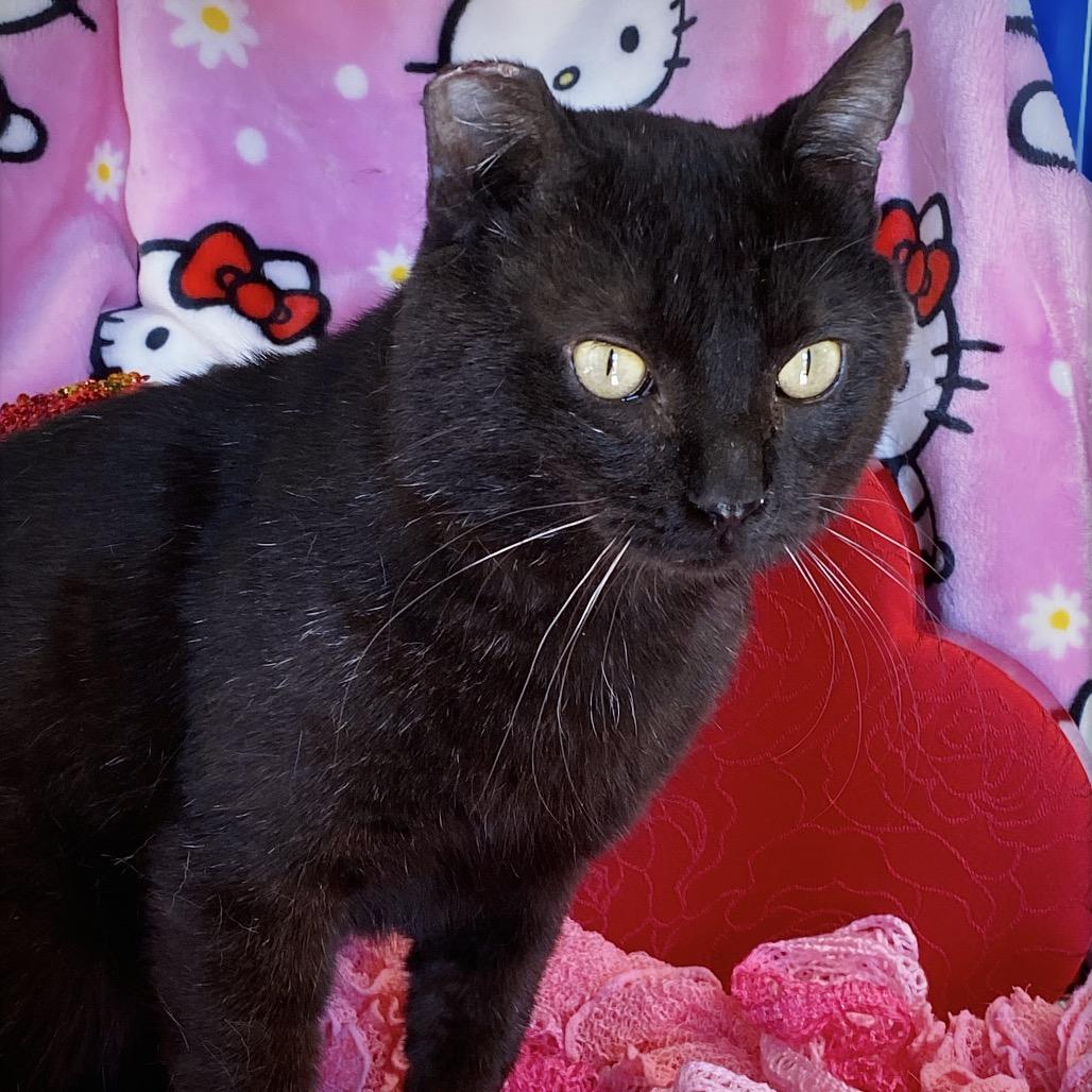 Enlarge Mr. Handsome, a Adoptable Domestic Short Hair in Huntsville, AL image 4/6