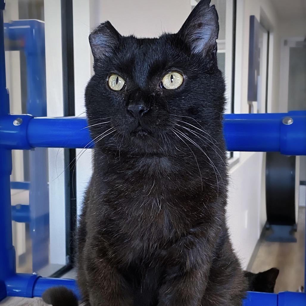 Enlarge Mr. Handsome, a Adoptable Domestic Short Hair in Huntsville, AL image 5/6