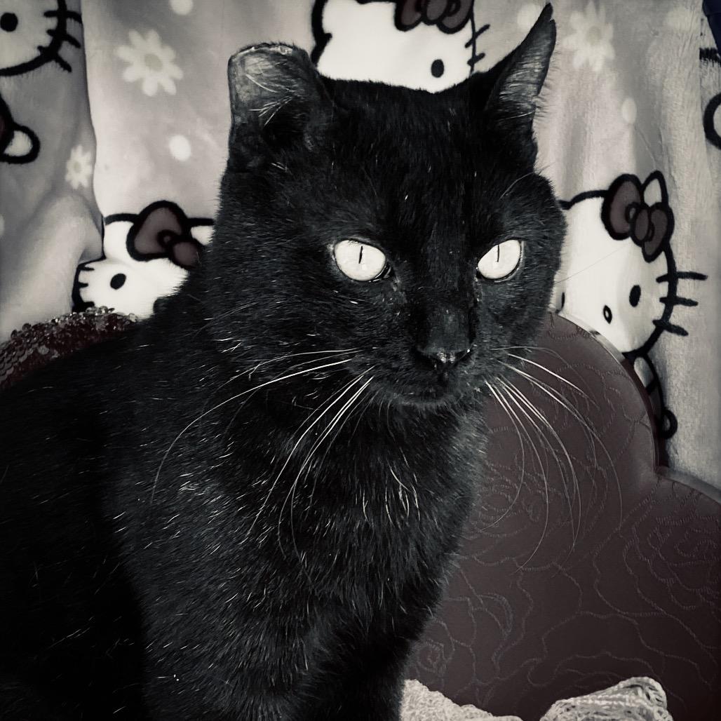 Enlarge Mr. Handsome, a Adoptable Domestic Short Hair in Huntsville, AL image 6/6