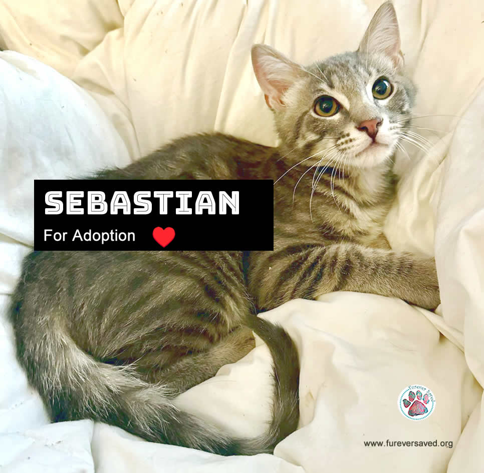 Sebastian, Adoptable, Kitten Male Domestic Short Hair.
