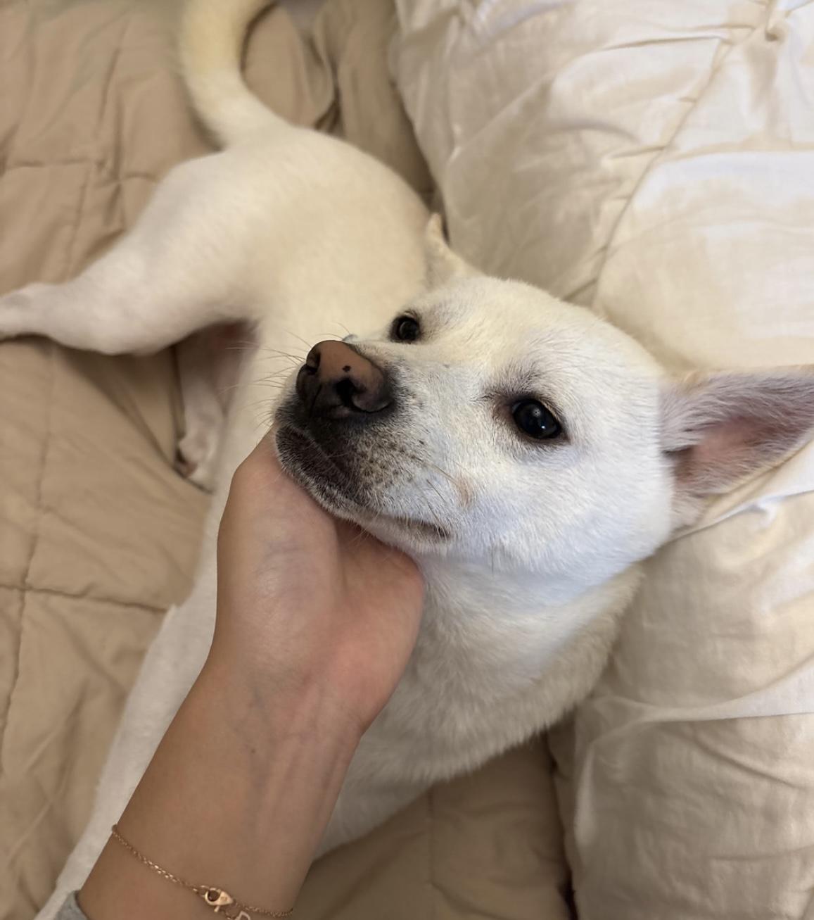 Willow, a Adoptable mixed breed in Seattle , WA image 4/6