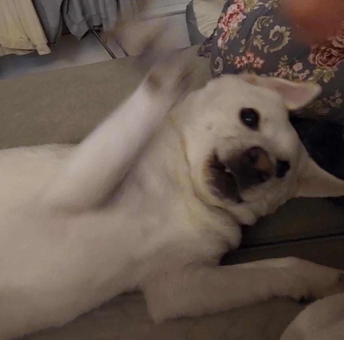 Willow, a Adoptable mixed breed in Seattle , WA image 3/6