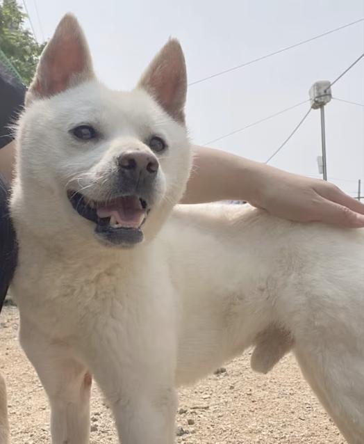 Willow, a Adoptable mixed breed in Seattle , WA image 6/6