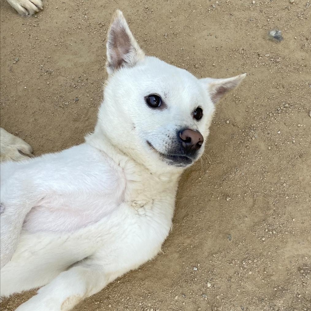 Willow, a Adoptable mixed breed in Seattle , WA image 2/6