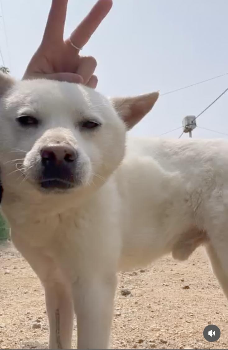 Willow, a Adoptable mixed breed in Seattle , WA image 5/6