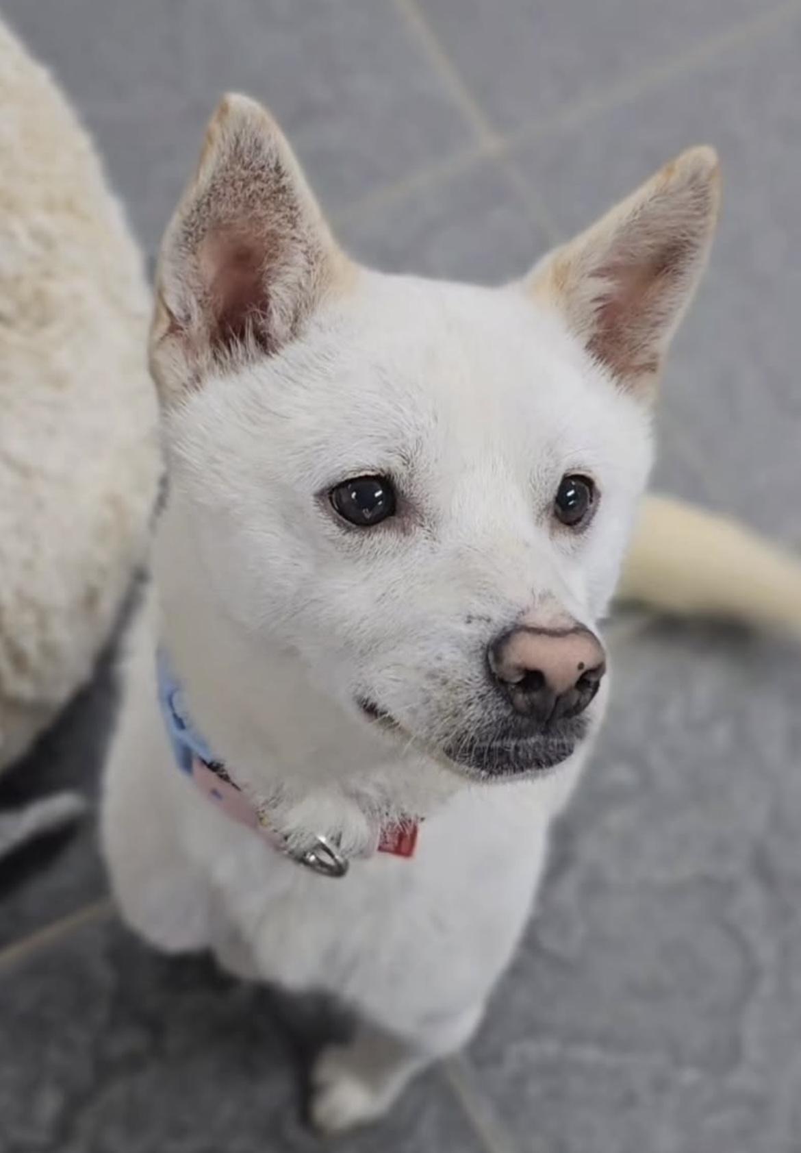 Willow, a Adoptable mixed breed in Seattle , WA image 1/6