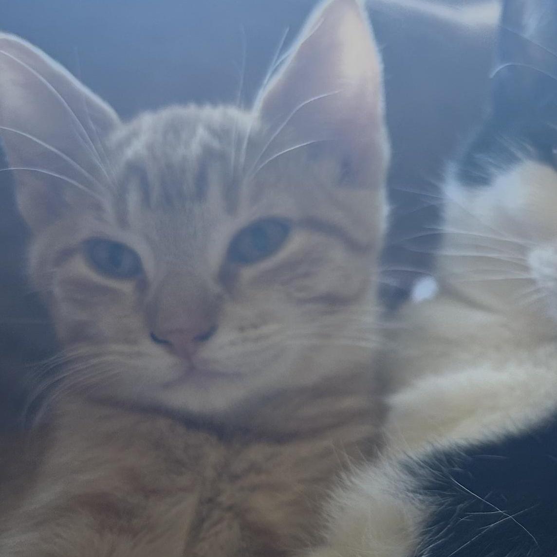 Cider, Adoptable, Young Male Domestic Short Hair.