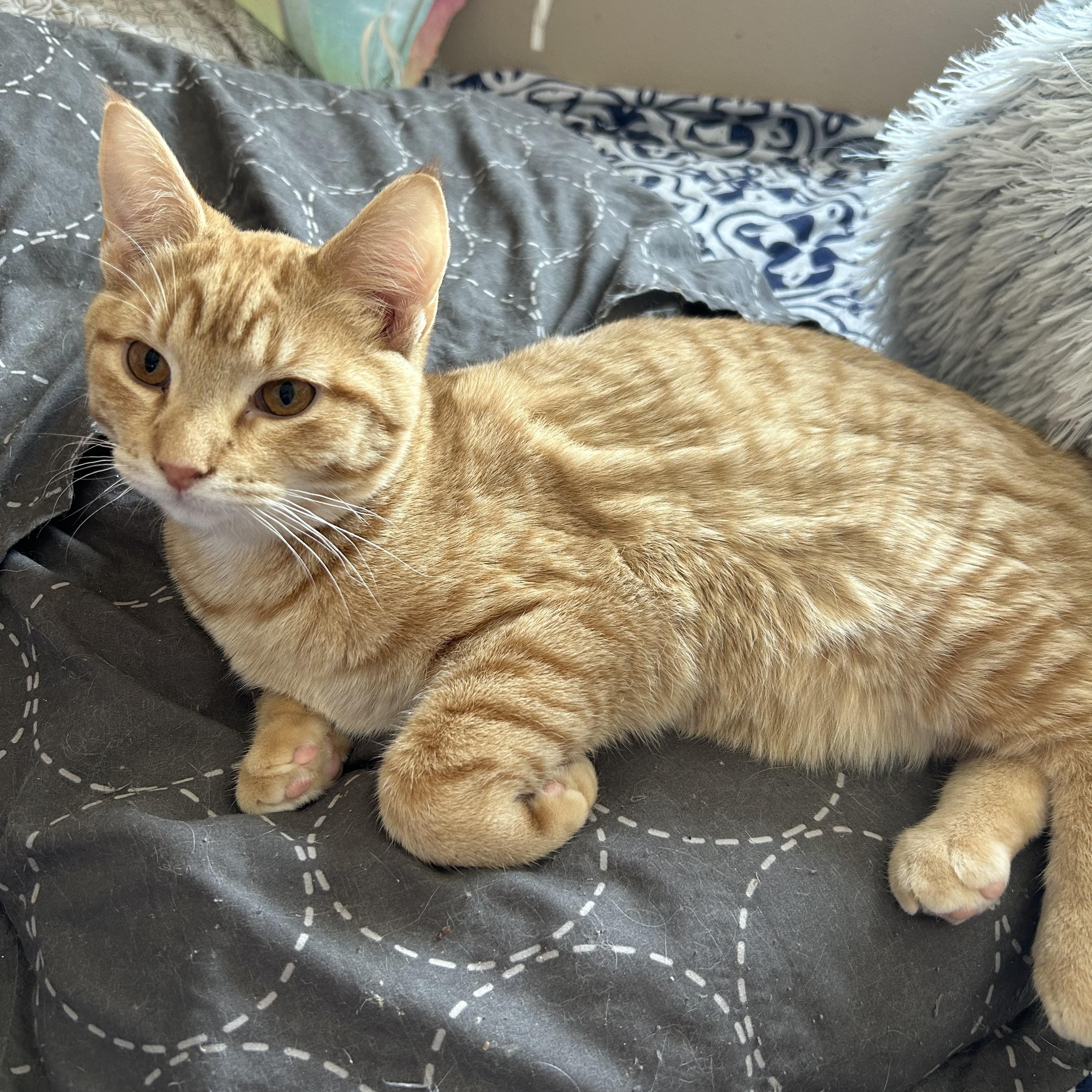 Enlarge Cider, a ADOPTABLE Domestic Short Hair in Rice, MN image 2/5