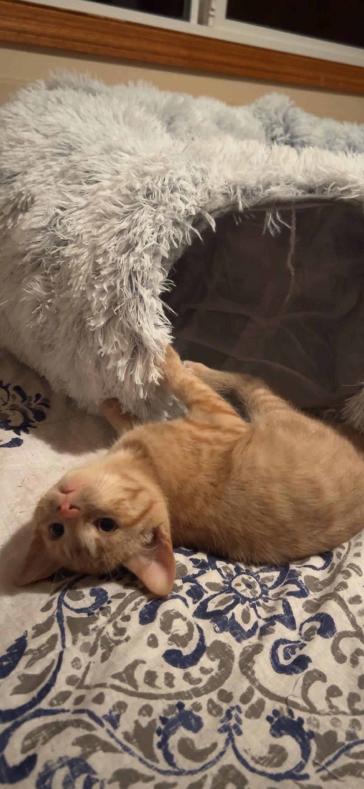 Cider, a ADOPTABLE Domestic Short Hair in Rice, MN image 1/3