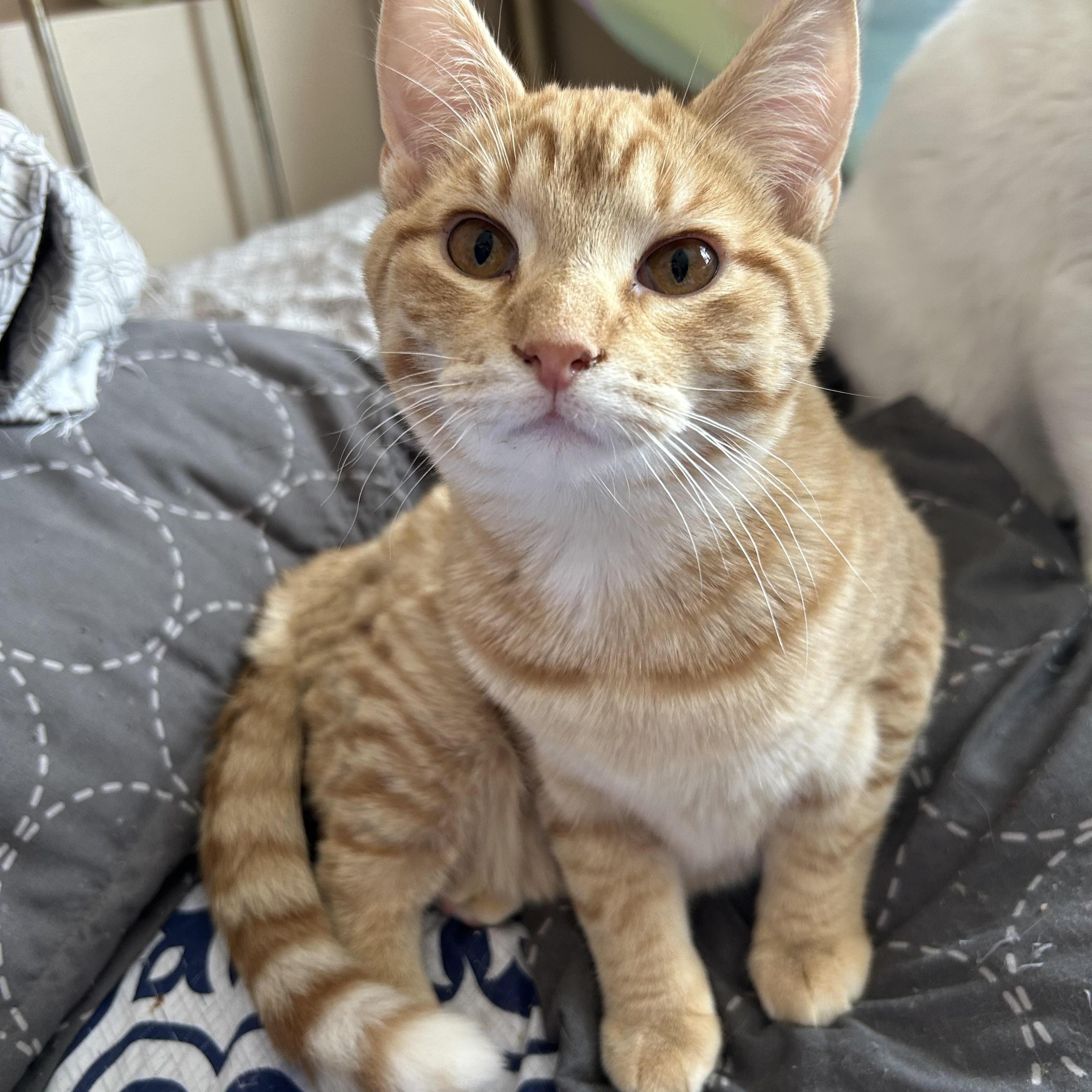 Cider, Adoptable, Young Male Domestic Short Hair.