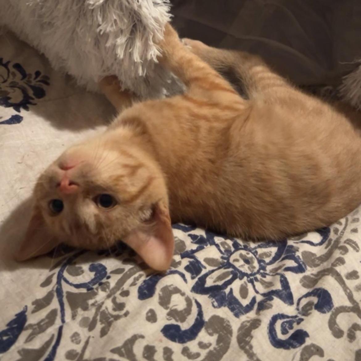 Enlarge Cider, a Adoptable Domestic Short Hair in Rice, MN image 4/5