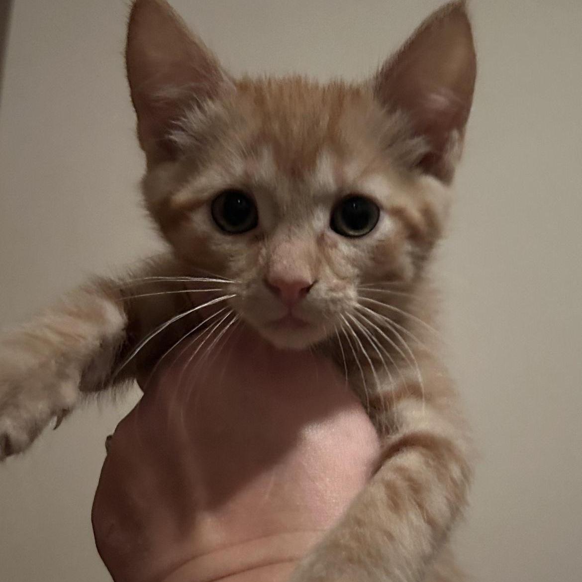 Enlarge Cider, a Adoptable Domestic Short Hair in Rice, MN image 5/5