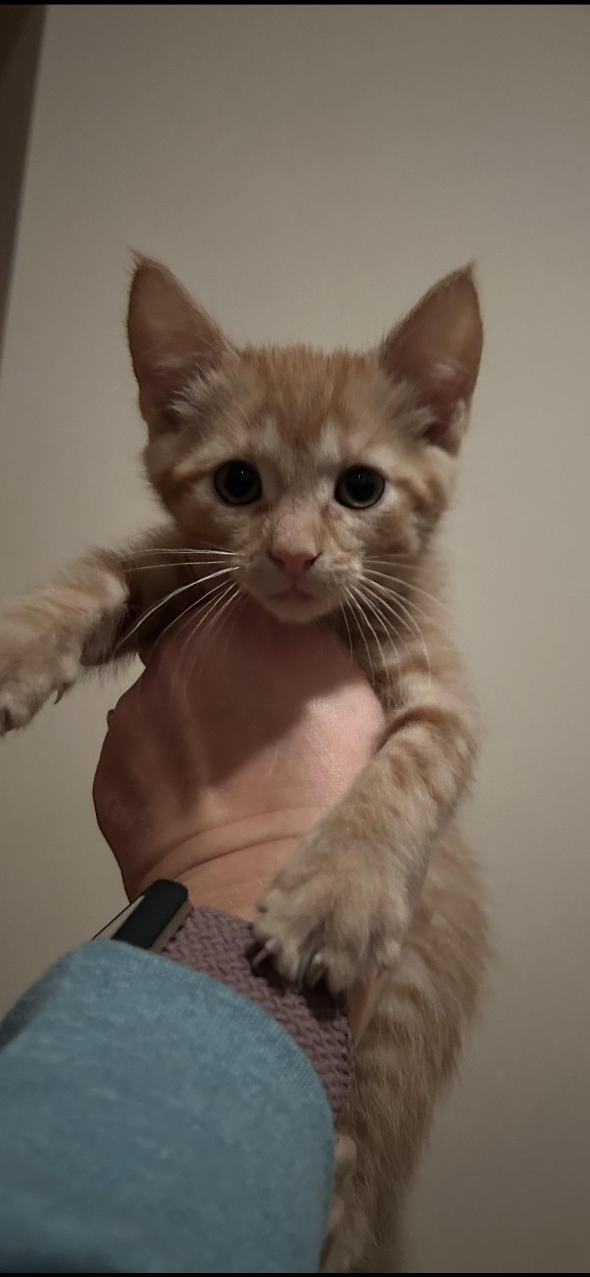 Cider, a ADOPTABLE Domestic Short Hair in Rice, MN image 2/3