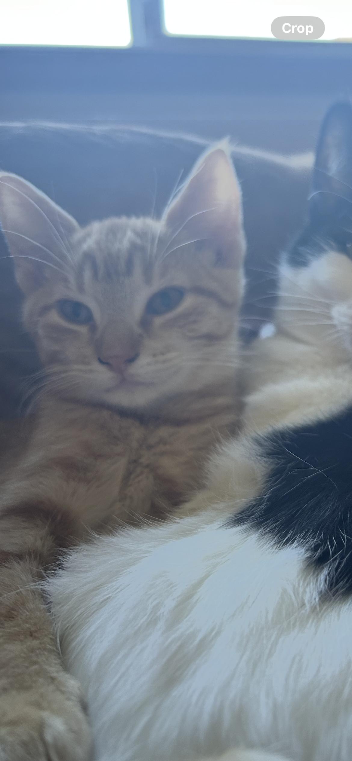 Cider, a ADOPTABLE Domestic Short Hair in Rice, MN image 3/3