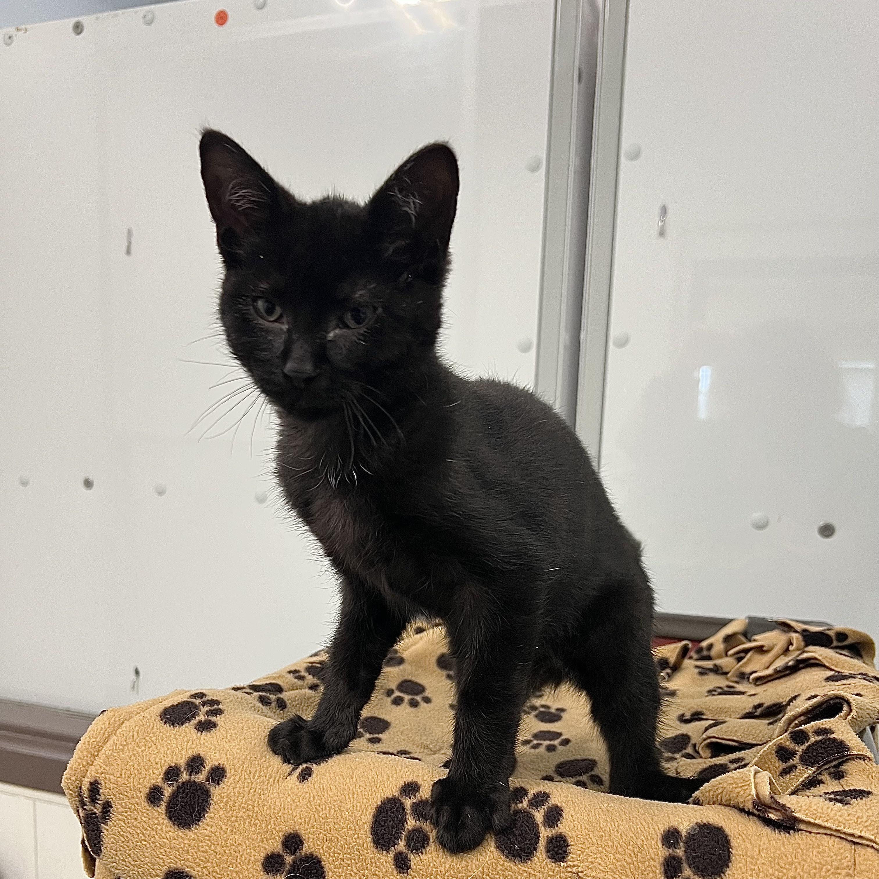 Enlarge Pookie, a ADOPTABLE Domestic Short Hair in Fairmont, MN image 3/6