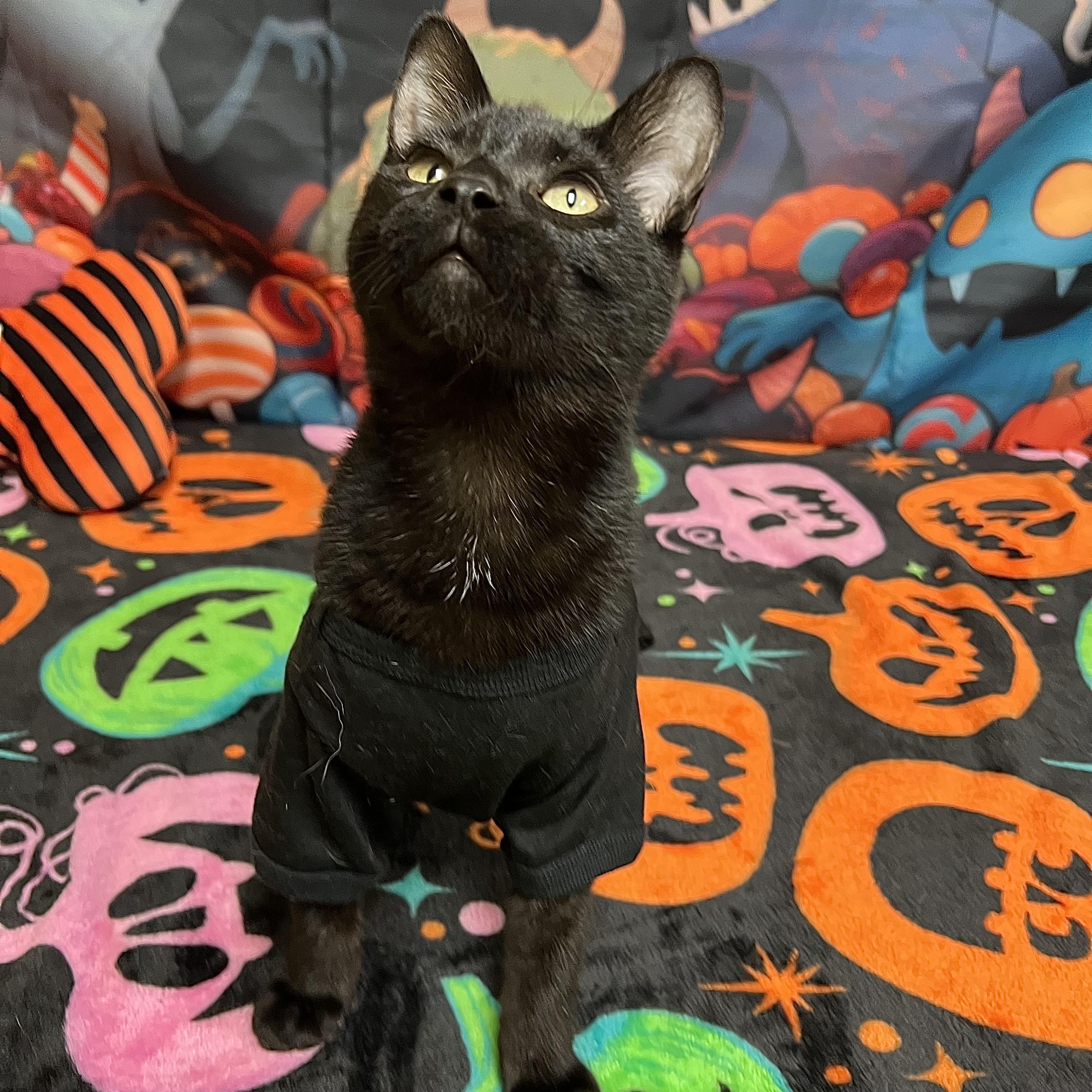 Enlarge Pookie, a Adoptable Domestic Short Hair in Fairmont, MN image 3/6