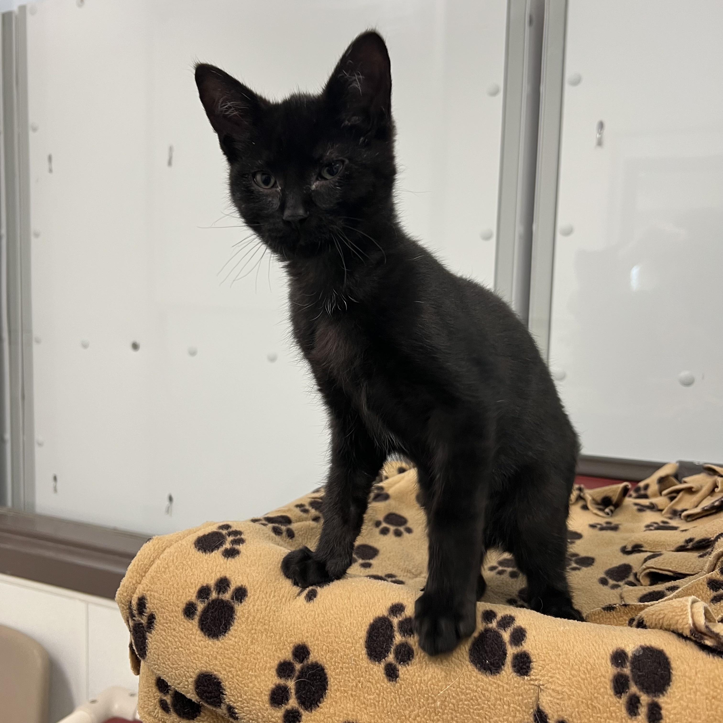 Enlarge Pookie, a ADOPTABLE Domestic Short Hair in Fairmont, MN image 6/6