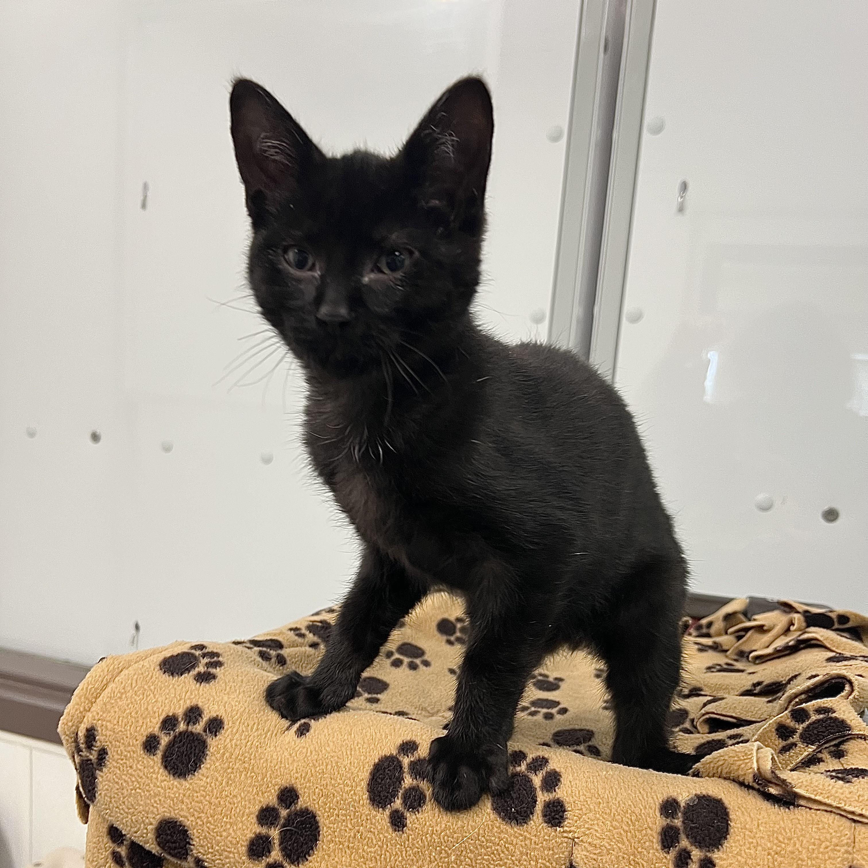 Enlarge Pookie, a ADOPTABLE Domestic Short Hair in Fairmont, MN image 5/6