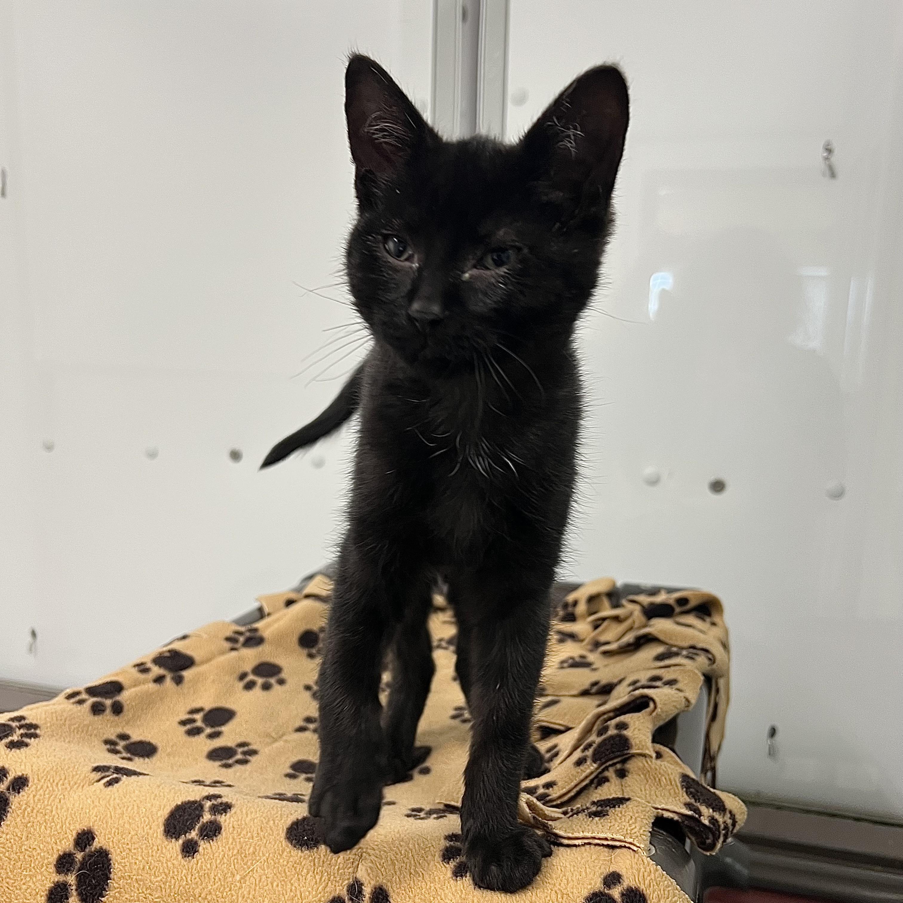 Enlarge Pookie, a ADOPTABLE Domestic Short Hair in Fairmont, MN image 4/6
