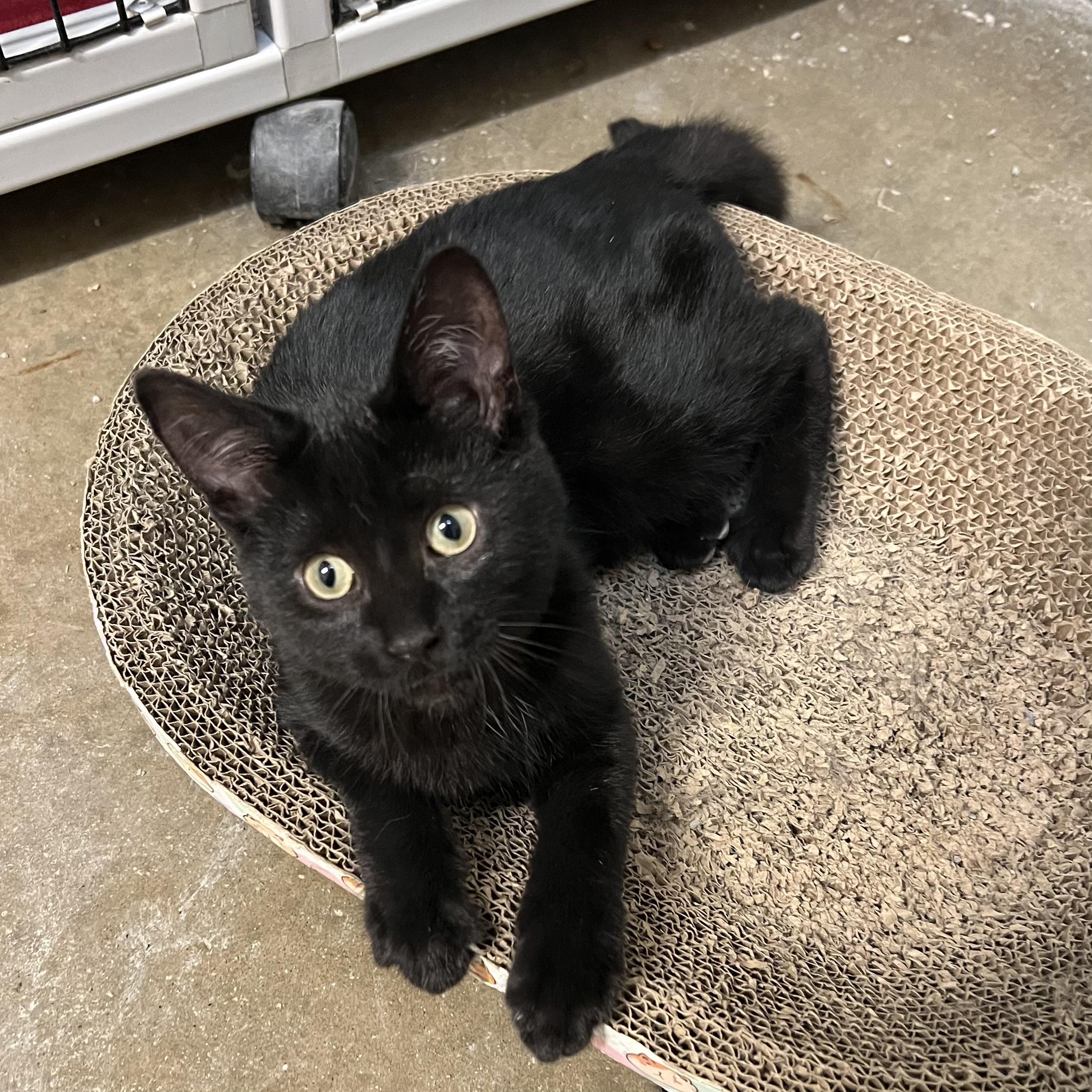 Pookie, ADOPTABLE, Kitten Male Domestic Short Hair.