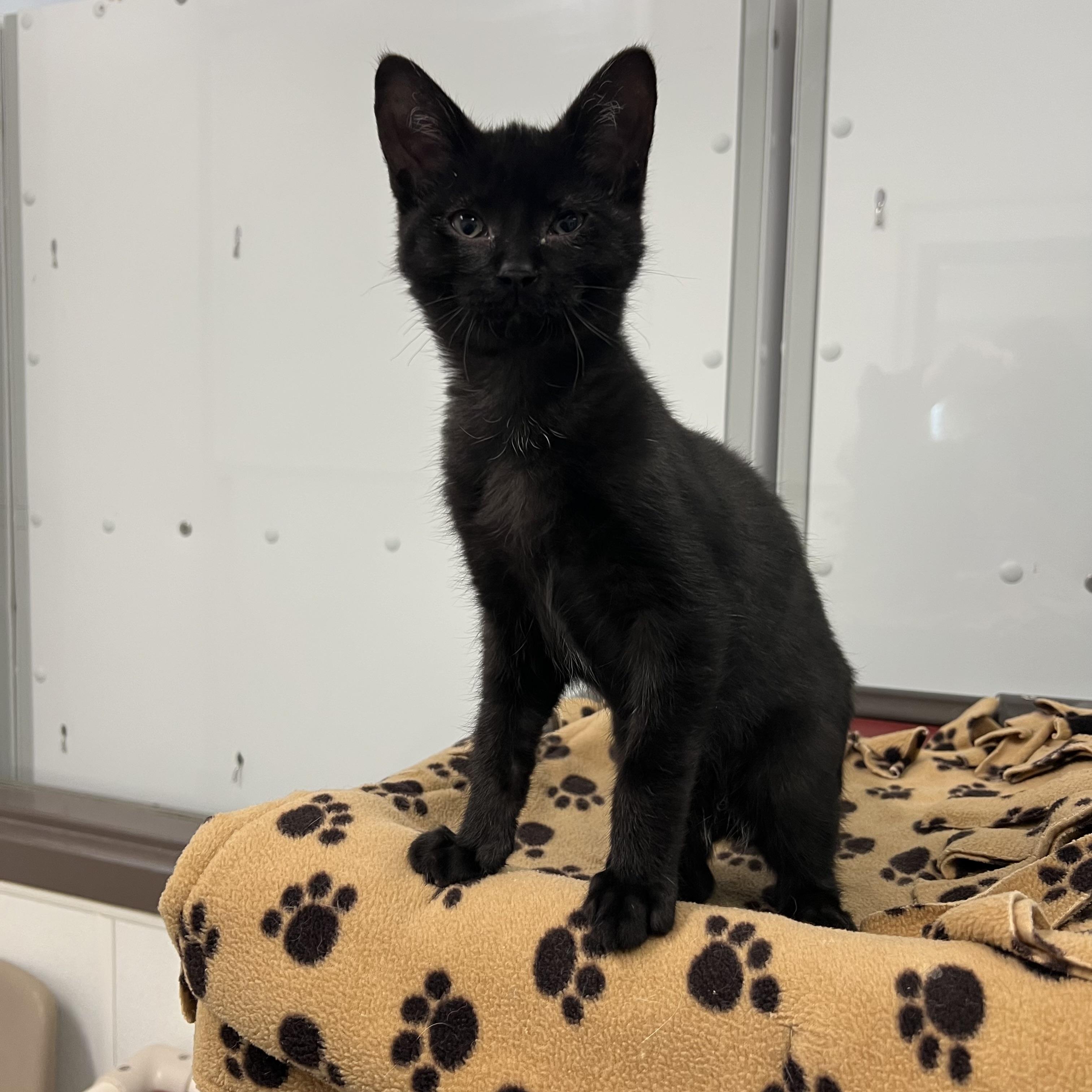 Enlarge Pookie, a ADOPTABLE Domestic Short Hair in Fairmont, MN image 2/6
