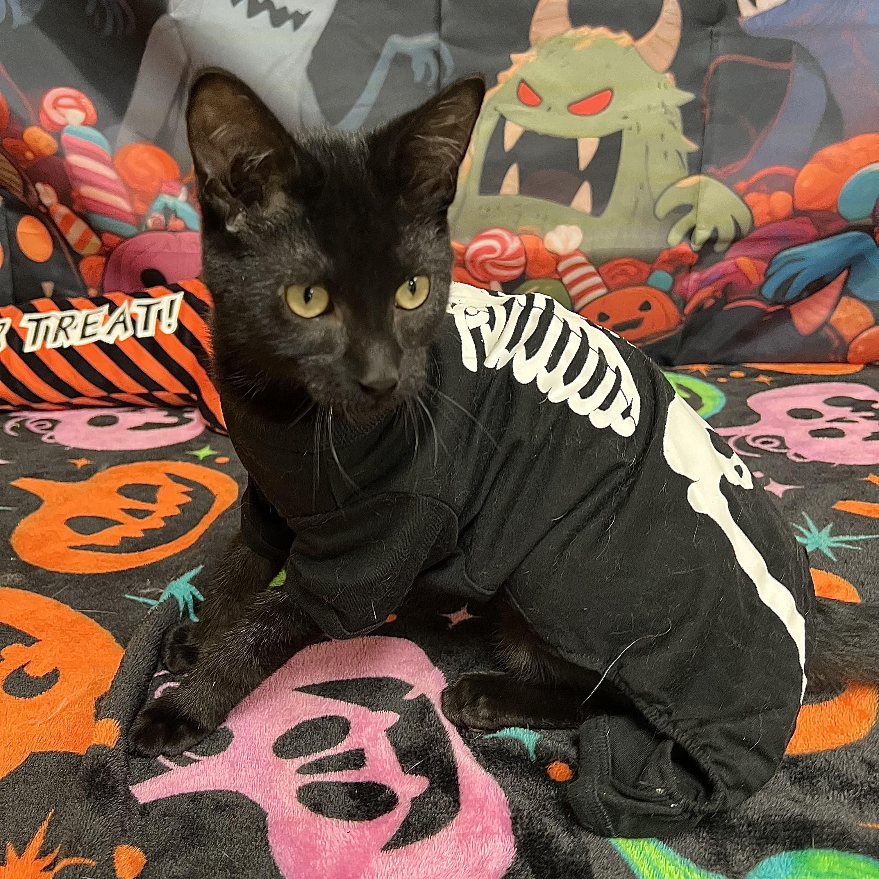 Enlarge Pookie, a Adoptable Domestic Short Hair in Fairmont, MN image 1/6