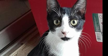 Copy, Adoptable, Young Male Domestic Short Hair.