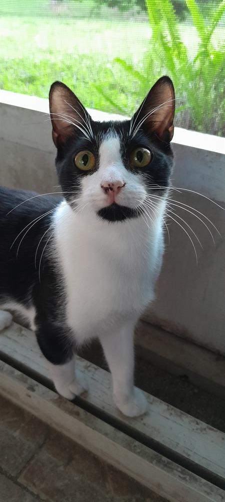 Enlarge Copy, a Adoptable Domestic Short Hair in Hudson, NH image 2/6
