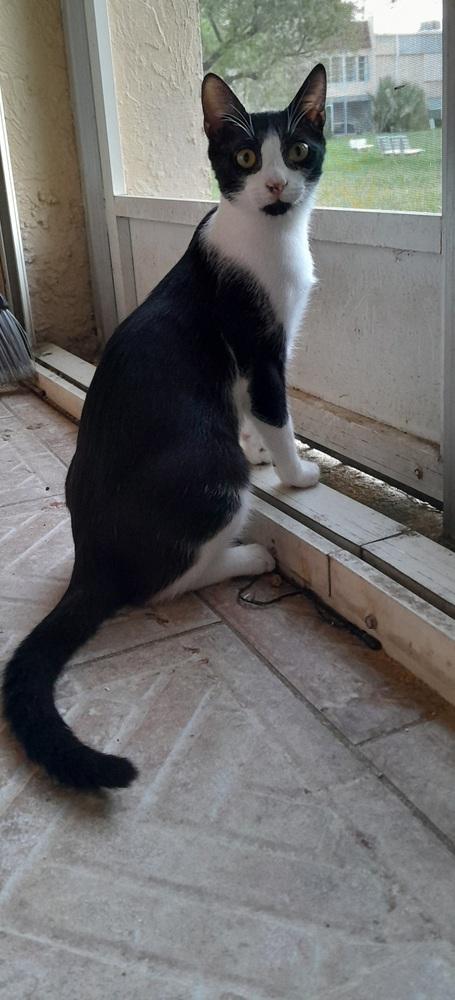 Enlarge Copy, a Adoptable Domestic Short Hair in Hudson, NH image 3/6